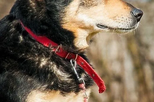 OTOZ Animals - Hamer - duży, masywny psiak o smutn