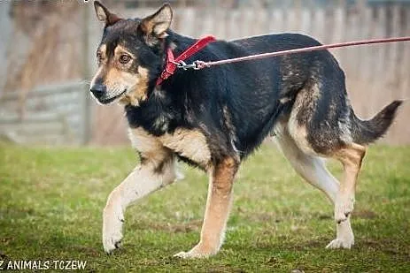 OTOZ Animals - Hamer - duży, masywny psiak o smutn