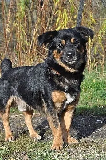 HIRO bardzo źle znosi pobyt w schrpnisku- odmień j