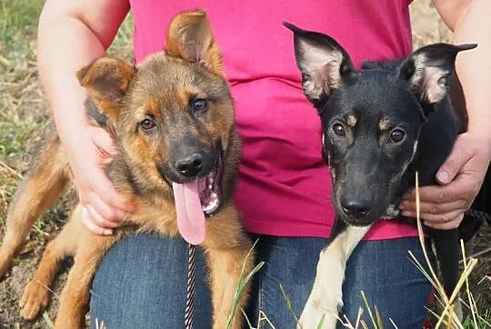 Gala, wesoła sunia SZCZENIAK szuka domu