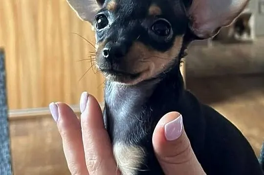 Pinczer miniaturowy