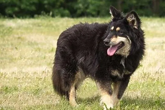Sawa łagodna, spokojna szuczka szuka nowego domu