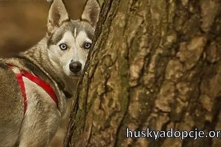 CASSIS- wspaniała młoda suczka mix husky do adopcj