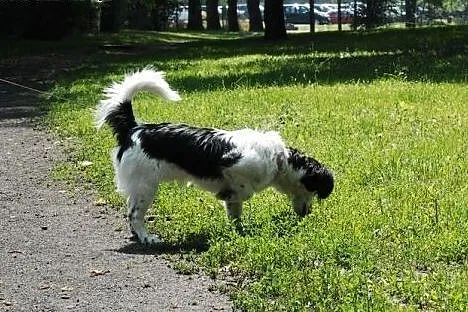 Milki szuka  domu,  wielkopolskie Gniezno