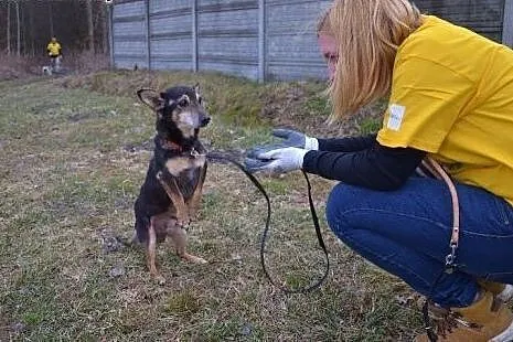 Maleńki Kanguś znaleziony w lesie czeka na dobry d