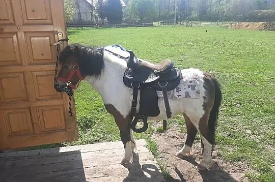 Kucyk klacz źrebna