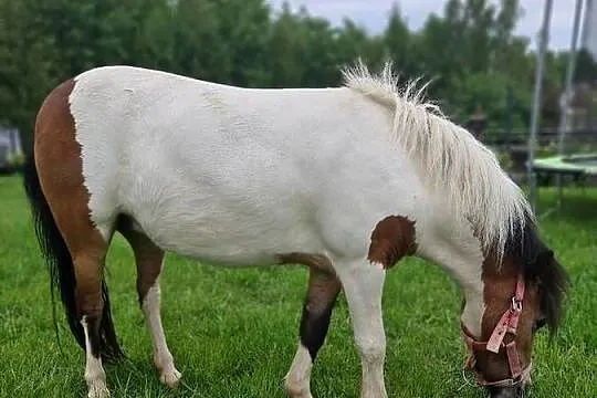 Kucyk klacz źrebna, Małopolskie, Wielopole