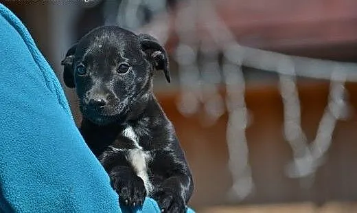 Czarny chłopak, szczeniak do adopcji, mazowieckie