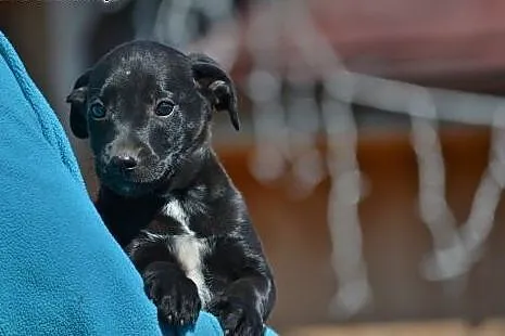 Czarny chłopak, szczeniak do adopcji,  mazowieckie
