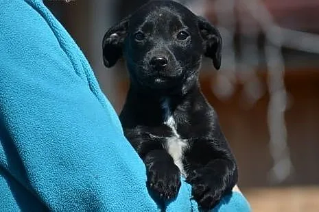 Czarny chłopak, szczeniak do adopcji,  mazowieckie