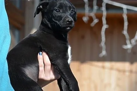 Czarny chłopak, szczeniak do adopcji,  mazowieckie