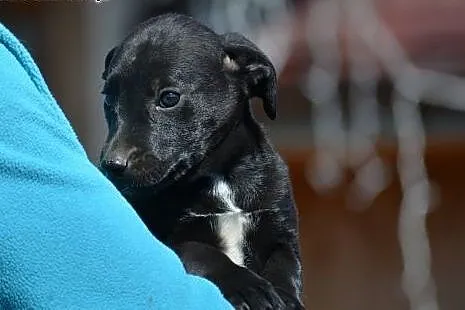 Czarny chłopak, szczeniak do adopcji,  mazowieckie