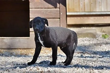 Czarny chłopak, szczeniak do adopcji,  mazowieckie