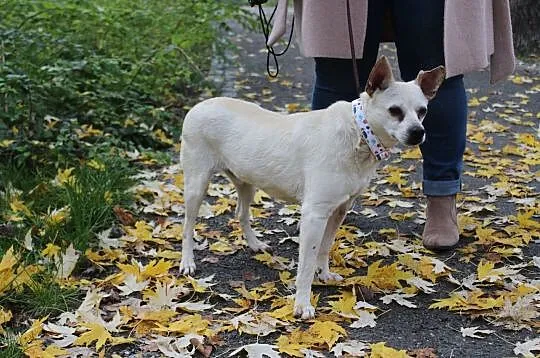 STAŚ - mała kuleczka słodkości szuka kochającego człowieka :), Mazowieckie, Warszawa