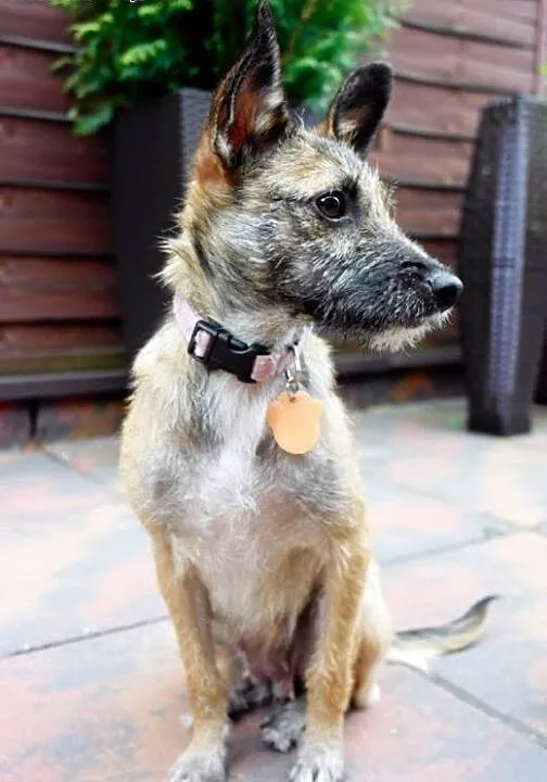 NORKA - cudo nad cudami do adopcji :), mazowiecki