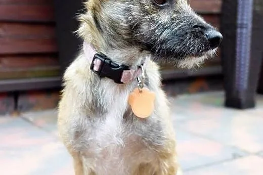 NORKA - cudo nad cudami do adopcji :),  mazowiecki