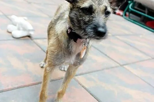 NORKA - cudo nad cudami do adopcji :),  mazowiecki