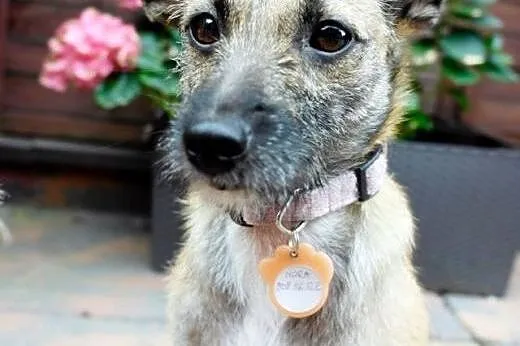 NORKA - cudo nad cudami do adopcji :),  mazowiecki