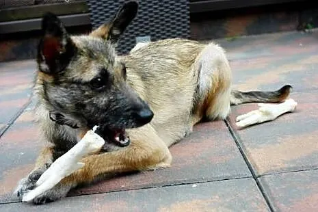 NORKA - cudo nad cudami do adopcji :),  mazowiecki
