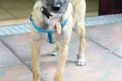 NORKA - cudo nad cudami do adopcji :),  mazowiecki