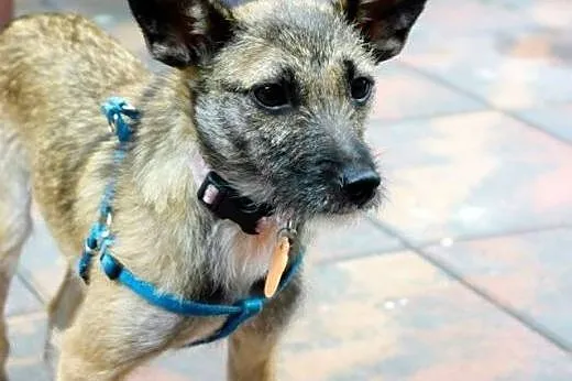 NORKA - cudo nad cudami do adopcji :),  mazowiecki