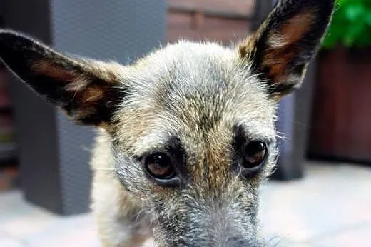 NORKA - cudo nad cudami do adopcji :),  mazowiecki