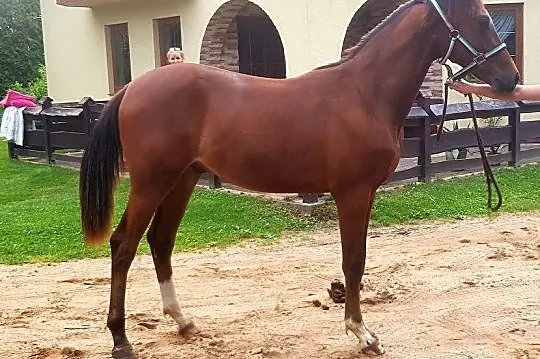 Szukam konia sportowego do współdzierżawy z możliw, Lipnica