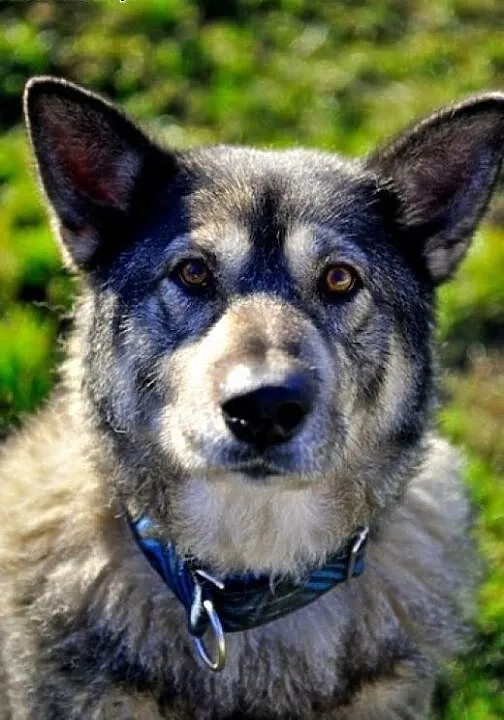Bombu pies alaskan malamute o wielkim sercu szuka