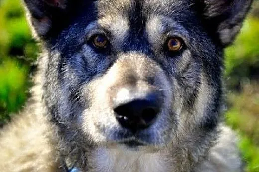Bombu pies alaskan malamute o wielkim sercu szuka 