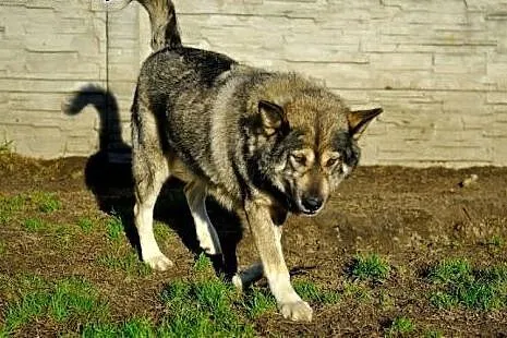 Bombu pies alaskan malamute o wielkim sercu szuka 