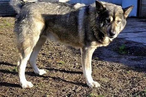 Bombu pies alaskan malamute o wielkim sercu szuka 