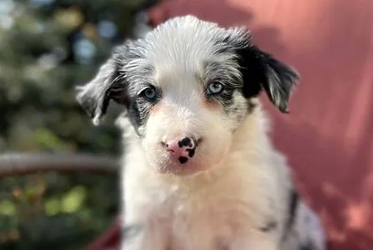 Szczeniak border collie z rodowodem, Świętokrzyskie, Wola Murowana