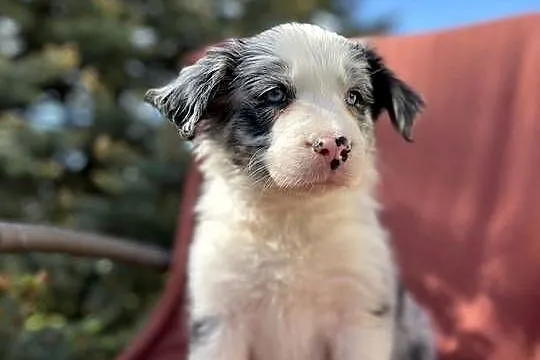 Szczeniak border collie z rodowodem, Świętokrzyskie, Wola Murowana