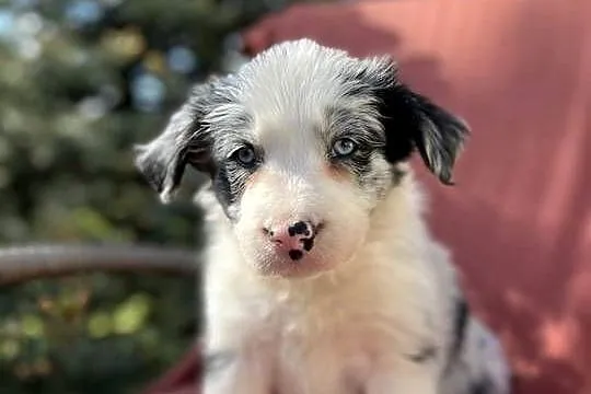 Szczeniak border collie z rodowodem, Świętokrzyskie, Wola Murowana