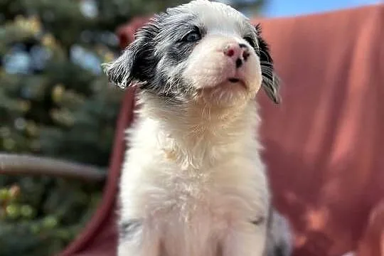 Szczeniak border collie z rodowodem, Świętokrzyskie, Wola Murowana