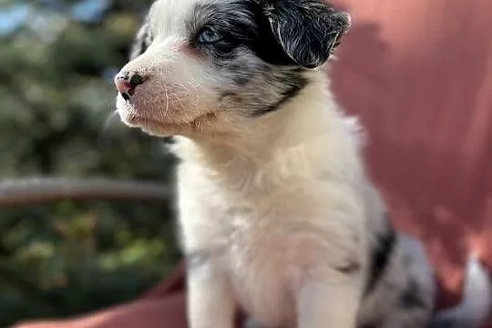 Szczeniak border collie z rodowodem, Świętokrzyskie, Wola Murowana