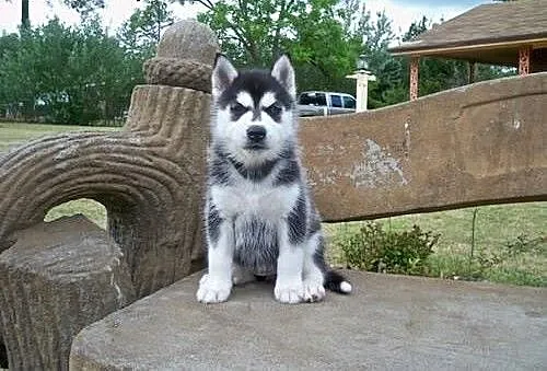 SIBERIAN HUSKY SZCZENIĘTA, śląskie Bieruń