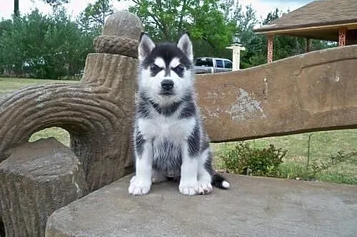 SIBERIAN HUSKY SZCZENIĘTA,  śląskie Bieruń