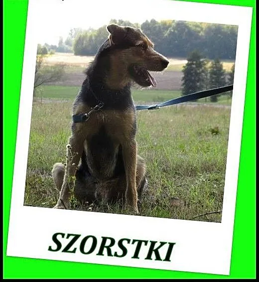 Mix sznaucera i owczarka -Szorstki ADOPCJA !, ma