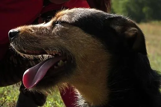 Mix sznaucera i owczarka -Szorstki ADOPCJA  !,  ma