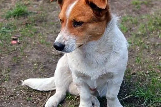 Różyczka to piękna sunia... ale z rozszczepioną łapką... adoptujesz?,  małopolskie Kraków