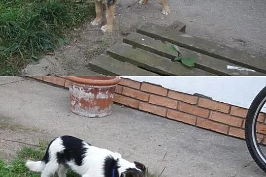 Przyjacielskie i sympatyczne SZCZENIĘTA szukają do