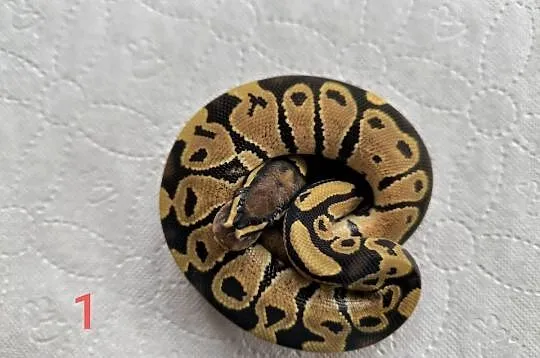 Pyton królewski Orange dream Fire poss het Clown