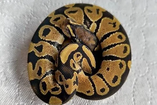 Pyton królewski Orange dream Fire poss het Clown, Mazowieckie, Makowiec