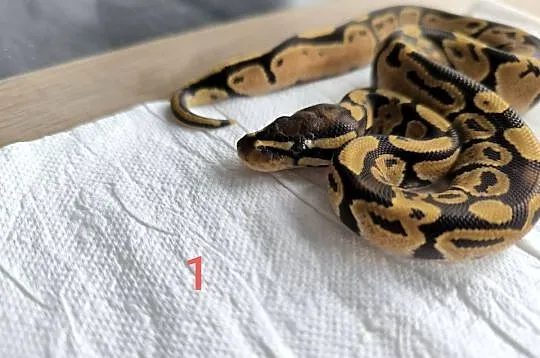 Pyton królewski Orange dream Fire poss het Clown, Mazowieckie, Makowiec