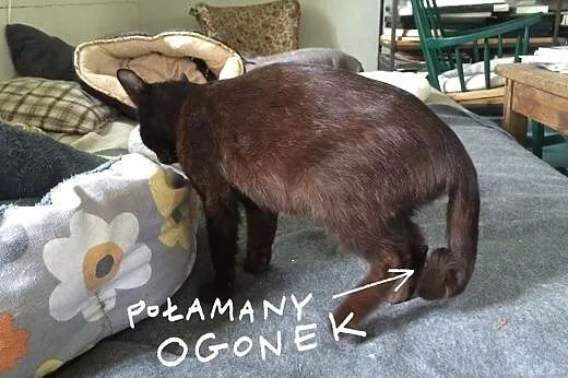 Przesłodka Naomi szuka domu!,  dolnośląskie Jeleni
