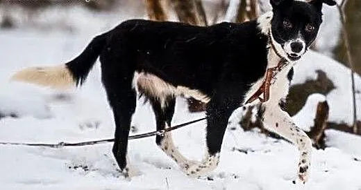 BOBIK czy ŁATEK - poznaj, adoptuj, pokochaj, zdecy