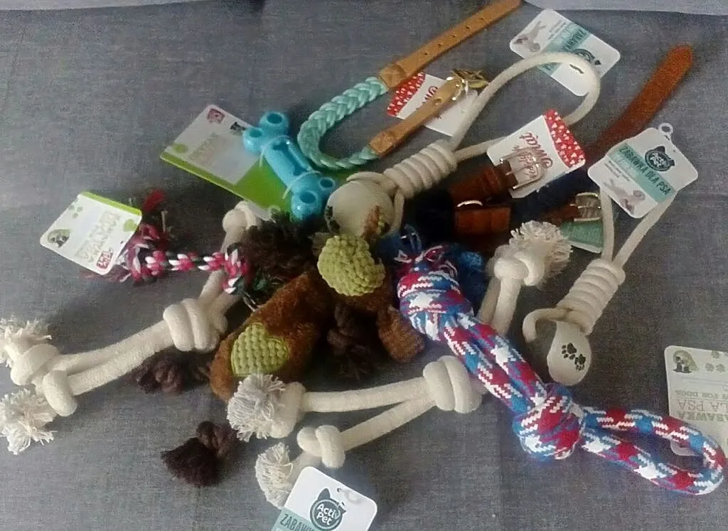 Buldog angielski suczka z rodowodem, Śląskie, Bielsko-Biała