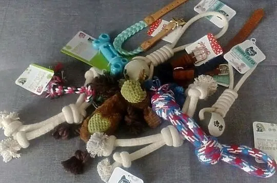 Buldog angielski suczka z rodowodem, Śląskie, Bielsko-Biała