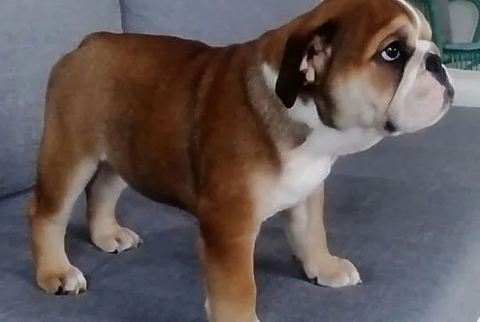 Buldog angielski suczka z rodowodem, Śląskie, Bielsko-Biała